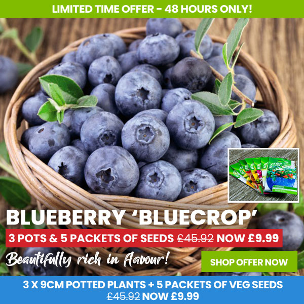 Blueberry 'Bluecrop'