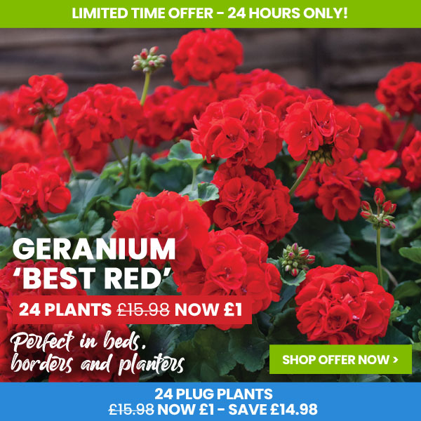 Geranium 'Best Red' 