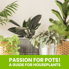 Passion for Pots!