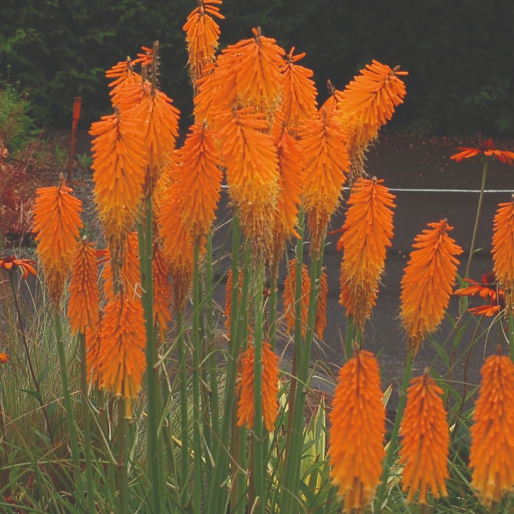 Red Hot Poker Popsicle Collection