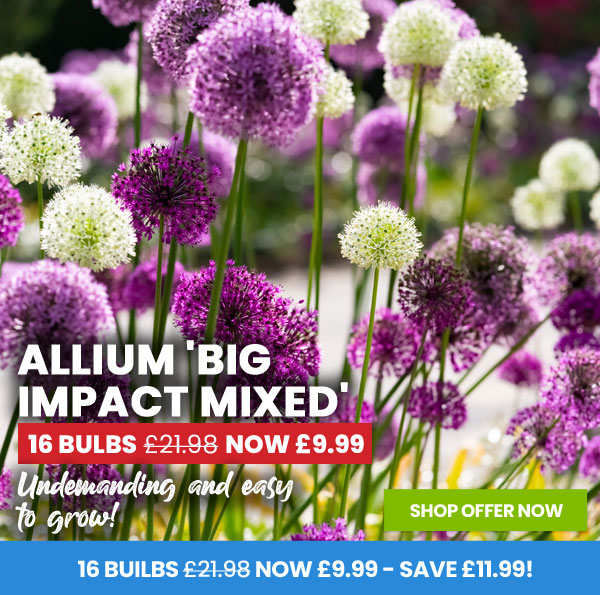 Allium 'Big Impact Mixed'