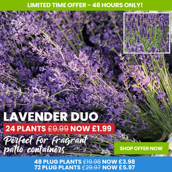 Lavender Duo