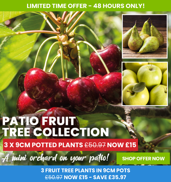 Patio Fruit Tree Collection