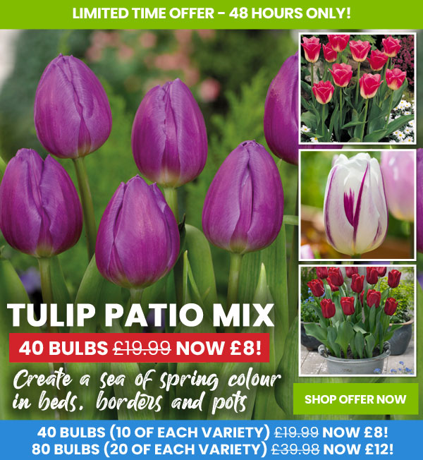 Tulip Patio Mix