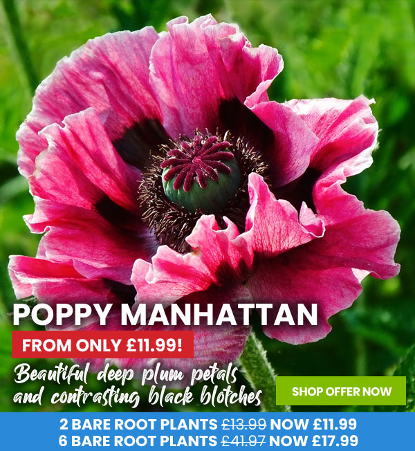 Poppy Manhattan 