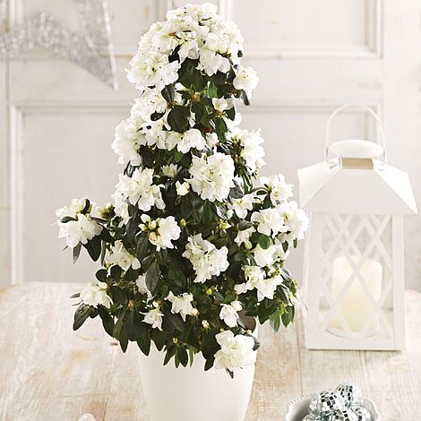 Christmas Azalea Tree White