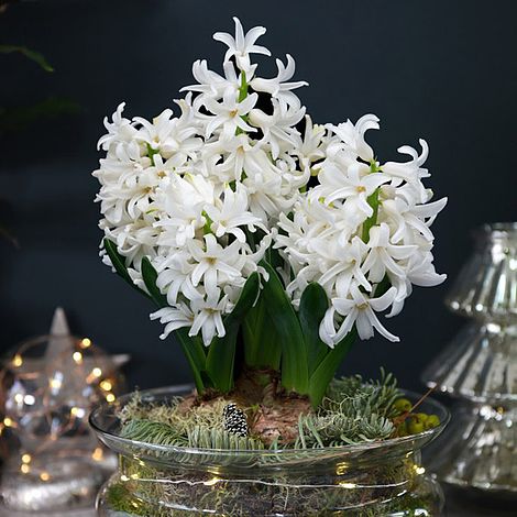 Lit Hyacinth Bowl