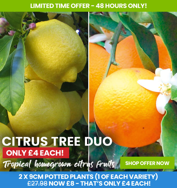 Citrus Tree Duo