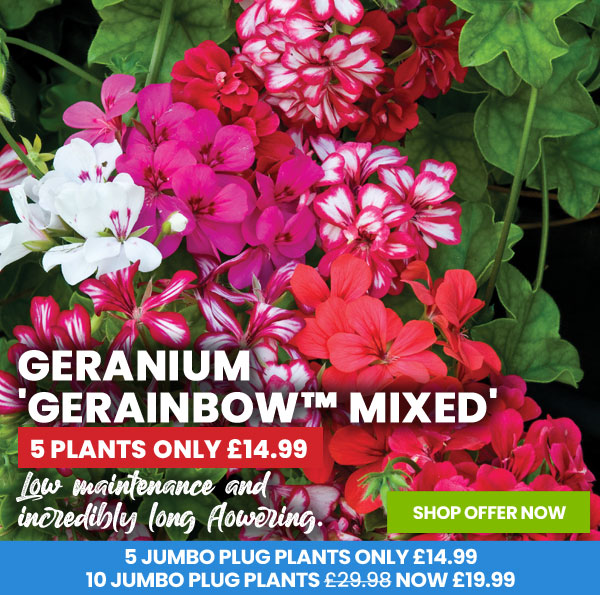 Geranium 'GeRainbow Mixed'