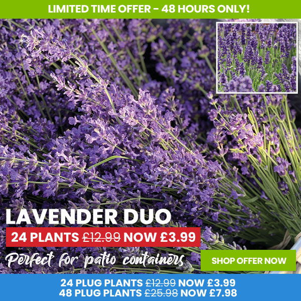 Lavender Duo