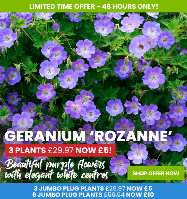 Geranium 'Rozanne'