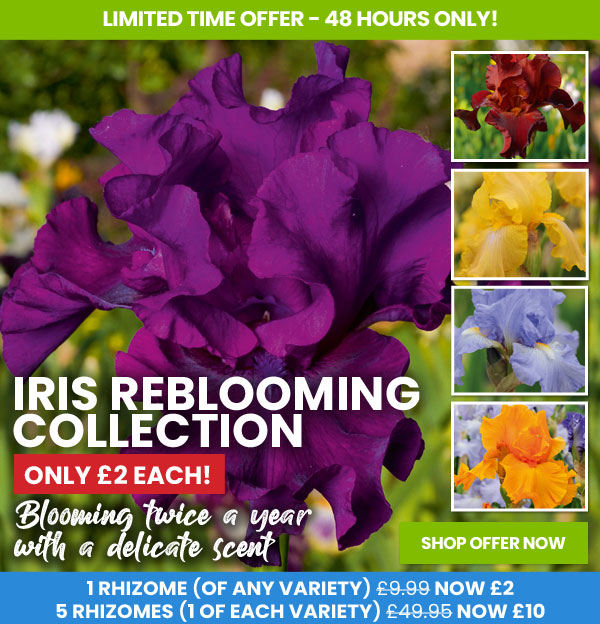 Iris Reblooming Collection