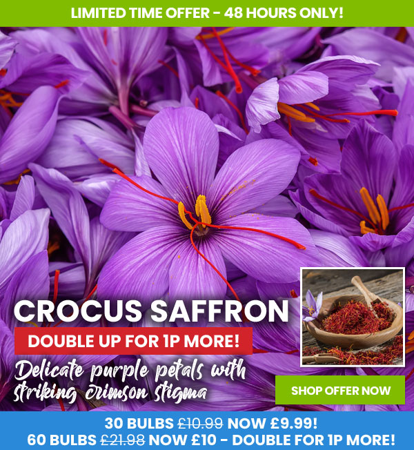 Crocus Saffron
