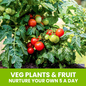Veg Plants & Fruit