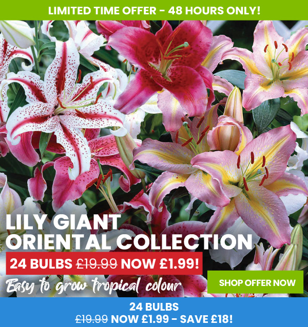 Lily Giant Oriental Collection