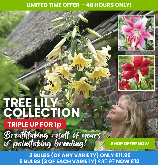 Tree Lily Collection