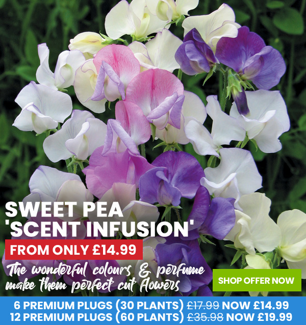 Sweet Pea 'Scent Infusion'