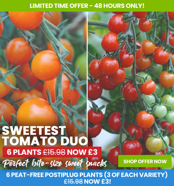 Sweetest Tomato Duo