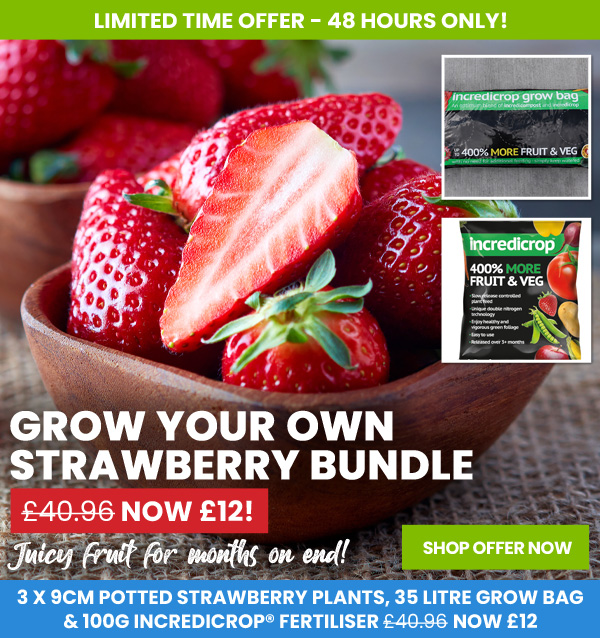 Grow You Own Strawberry Bundle