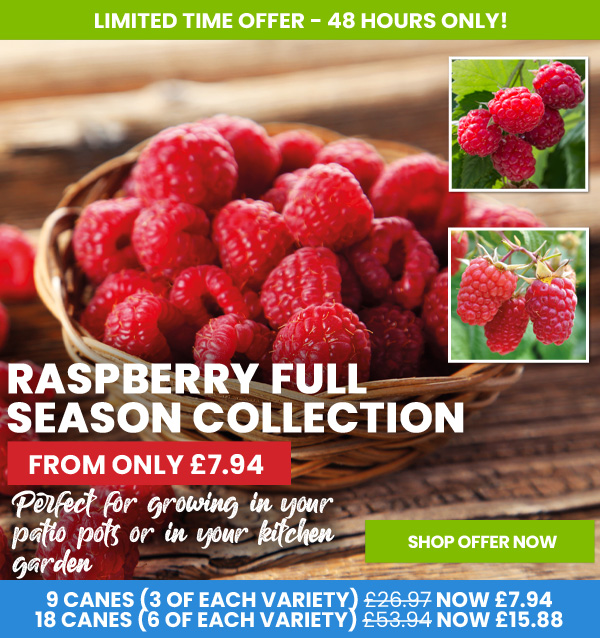 Raspberry Full Season Collection