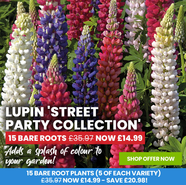 Lupin 'Street Party Collection'