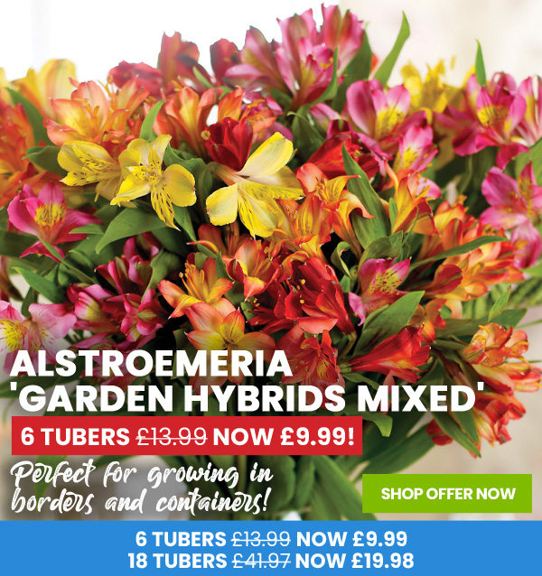 Alstroemeria 'Garden Hybrids'