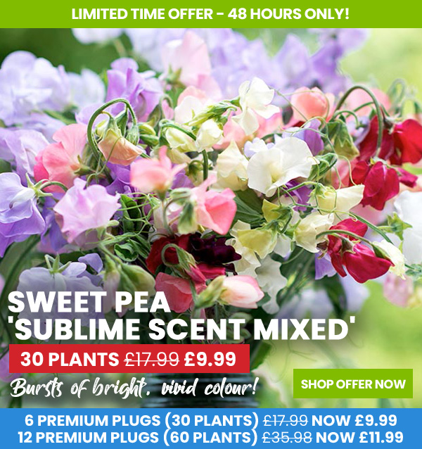 Sweet Pea 'Sublime Scent Mixed'