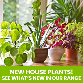 New House Plants!