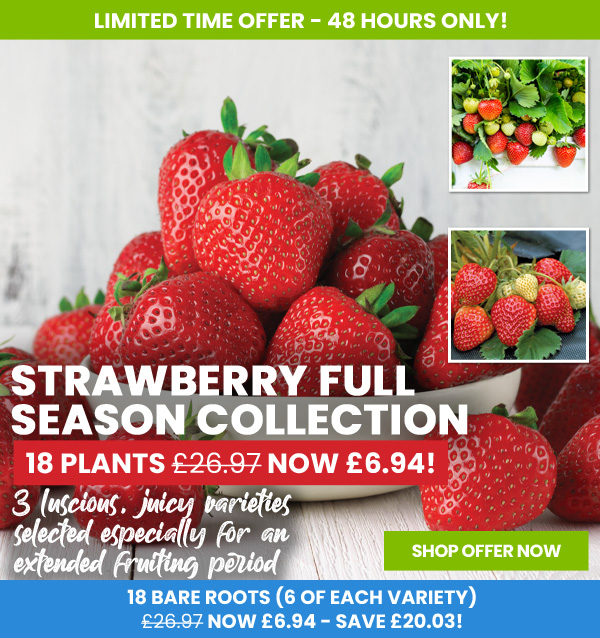 Strawberry Full Season Collection