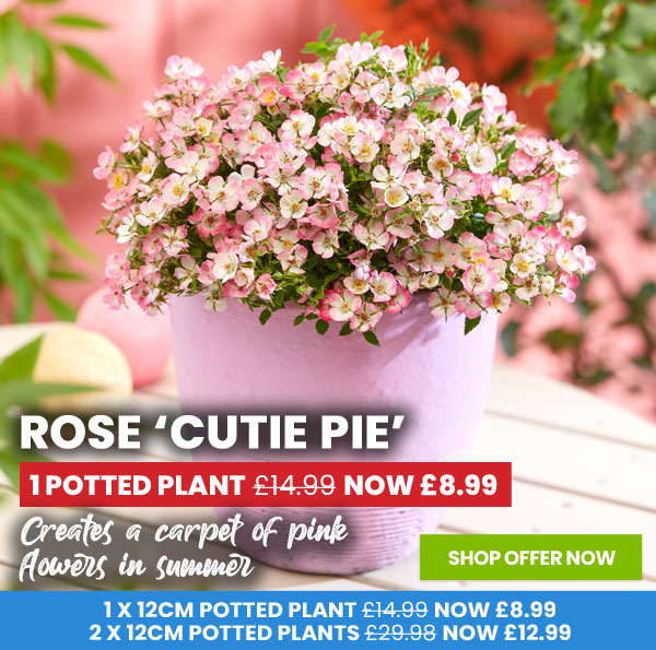 Rose 'Cutie Pie'