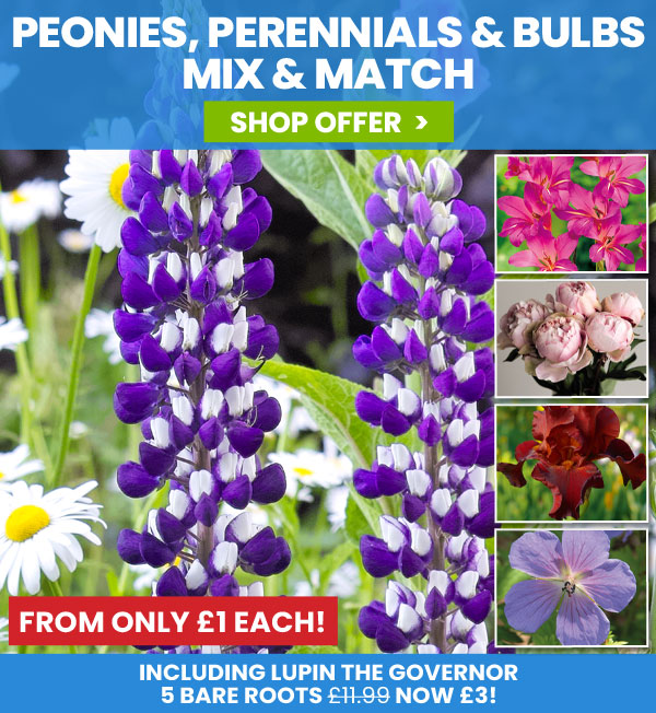 Peony Perennials & Bulbs Mix & Match