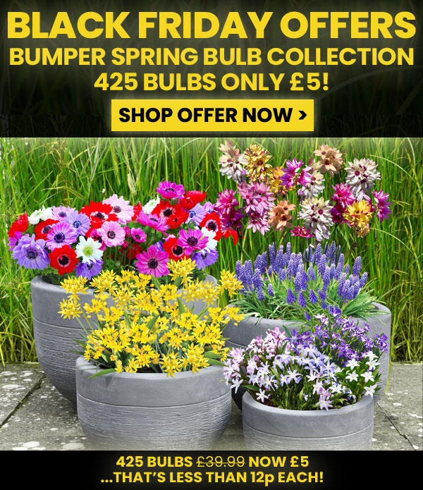 Bumper Spring Bulb Collection