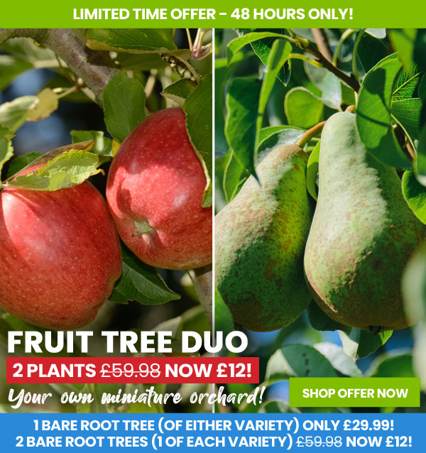 Fruit Tree Duo