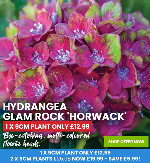 Hydrangea Glam Rock 'Horwack'