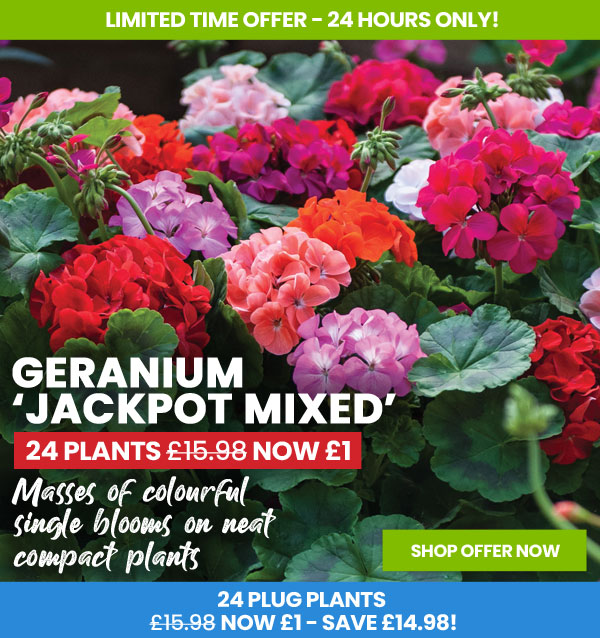 Geranium Jackpot Mixed