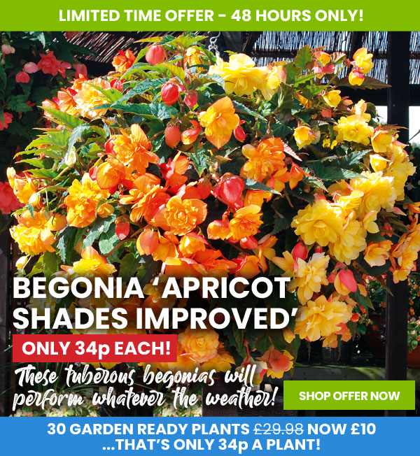 Begonia 'Apricot Shades Improved'