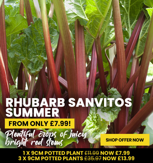 Rhubarb Sanvitos Summer