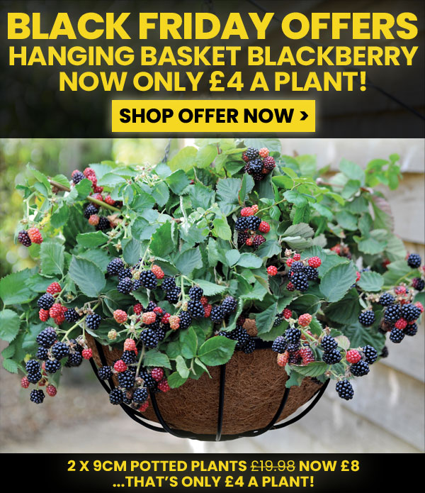 Blackberry Cascade