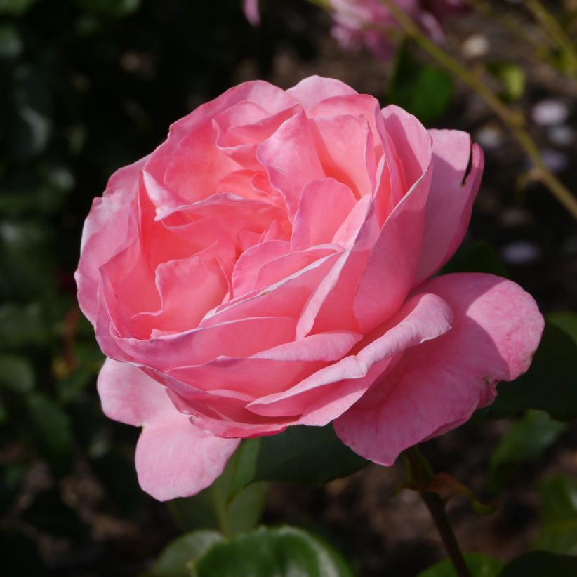 Rose 'Queen Elizabeth'