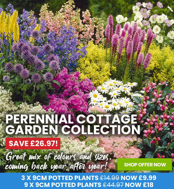 Perennial Cottage Garden Collection