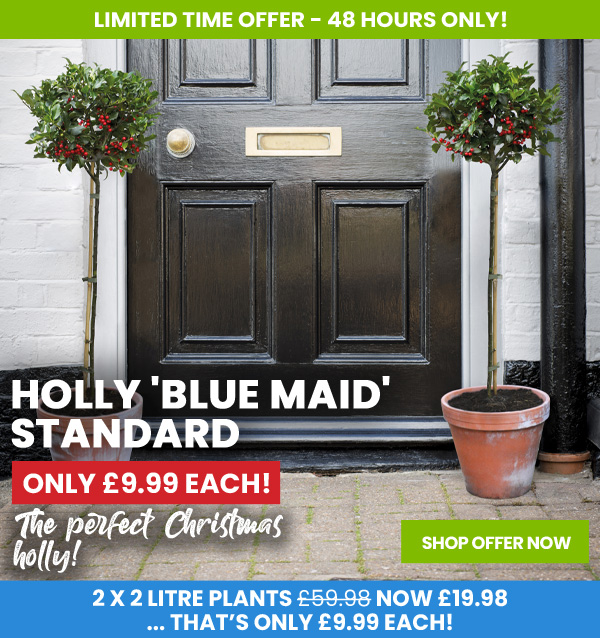 Holly 'Blue Maid'