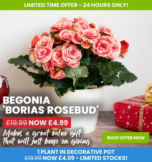 Begonia 'Borias Rosebud'
