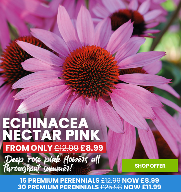 Echinacea Nectar Pink