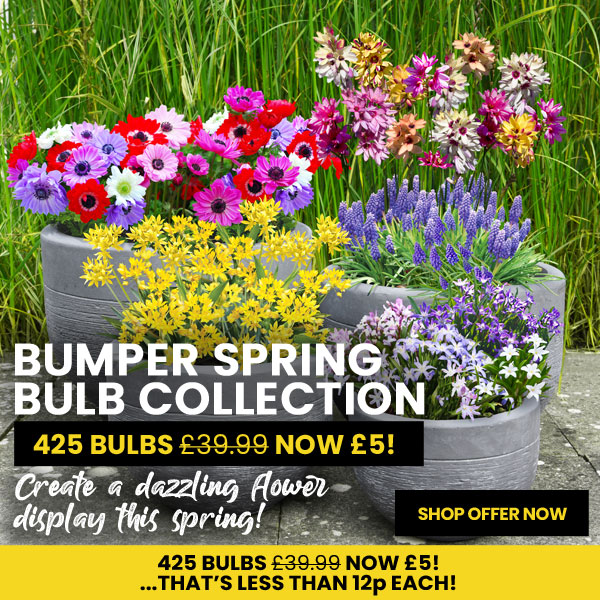 Bumper Spring Bulb Collection