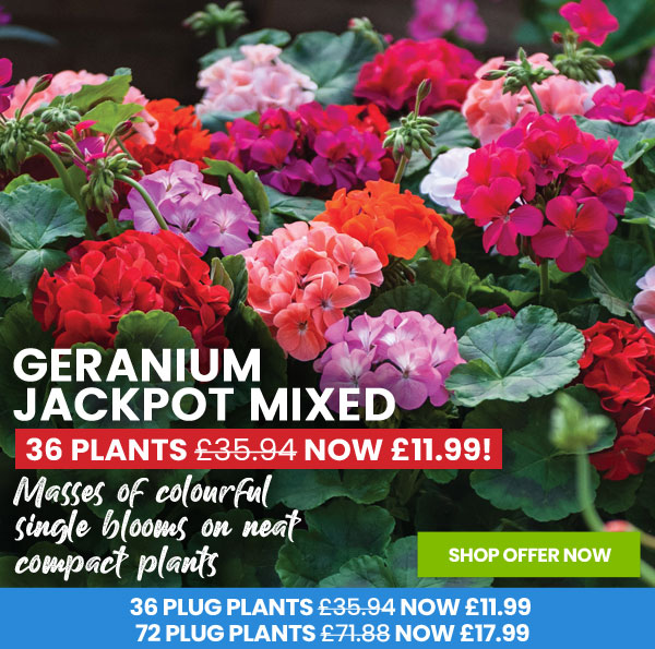 Geranium Jackpot Mixed