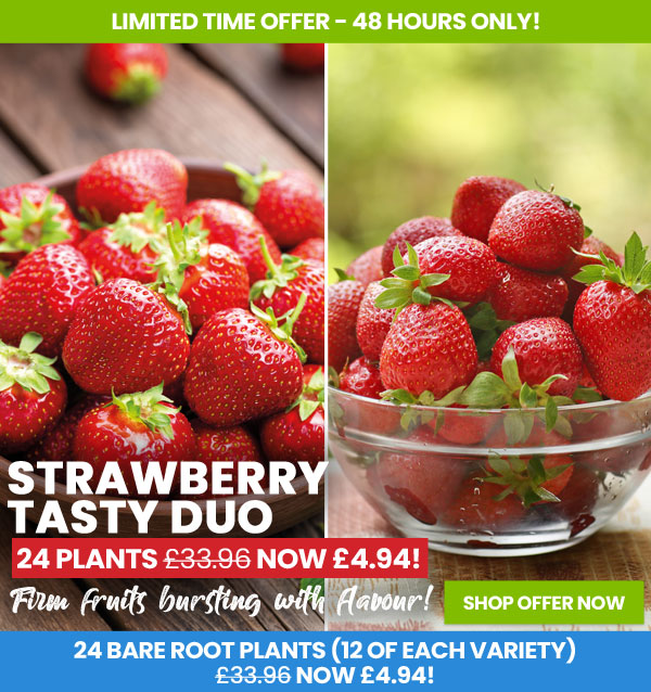 Strawberry Tasty Duo