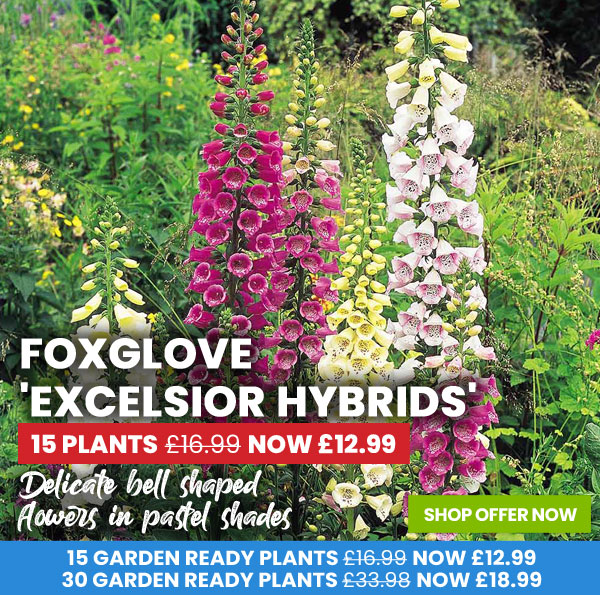 Foxglove 'Excelsior Hybrids'
