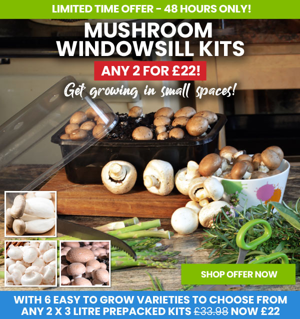 Mushroom Windowsill Kits
