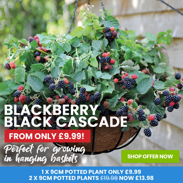 Blackberry Black Cascade