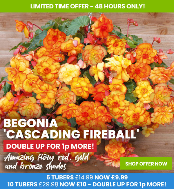 Begonia 'Cascading Fireball'